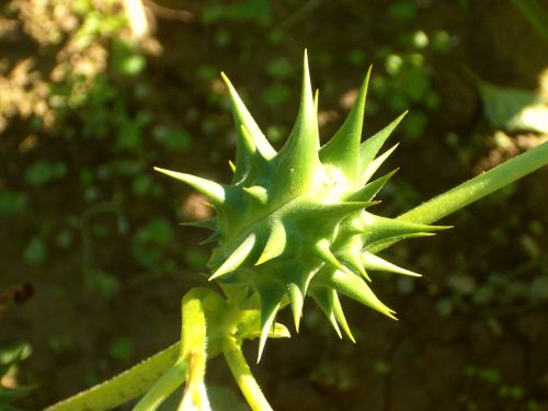 datura frutto